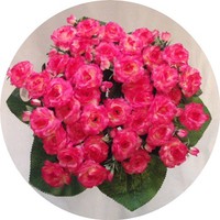Букет роз арт. 6881; h=42 см; 40 веток; цвет - ярко розовый Цена 1300.00 руб