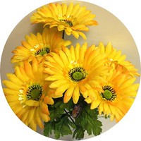 Букет гербер арт. 7376; h=50 см; 7 веток; d цветка = 15 см; цвет желтый Цена 410.00 руб