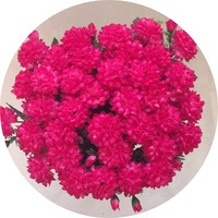 Букет маргариток арт. 6880; h=42 см; 40 веток; цвет: ярко-розовый Цена 1300.00 руб