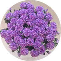 Букет маргариток арт. 6880; h=42 см; 40 веток; цвет: фиолетовый Цена 1300.00 руб