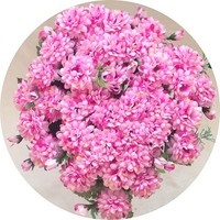 Букет маргариток арт. 6880; h=42 см; 40 веток; цвет: розовый Цена 1300.00 руб