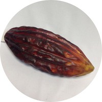 Какао бобы l=17 см; цвет коричневый Цена 400.00 руб