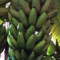Муляжи фруктов: гроздь бананов l=50 cм; Цена 6800.00 руб