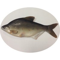 Муляж рыбы таранка арт. 7433; 31.5 см материал плотная резина Цена 2900.00 руб