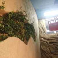 Декор зеленой стены - имитация растений в горной скале