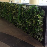 Фито стена из микса растений