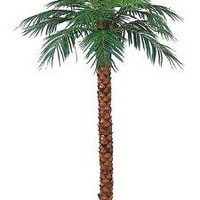 Пальма натуральный ствол ; h=3.7м Цена 70000.00 руб