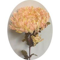 Хризантема осенняя арт.4330; h=77 см; d=15 см; цвет персиковый Цена 210.00 руб