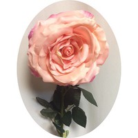 Роза арт. 1437; h=80 см; цвет - персиковый Цена 250.00 руб